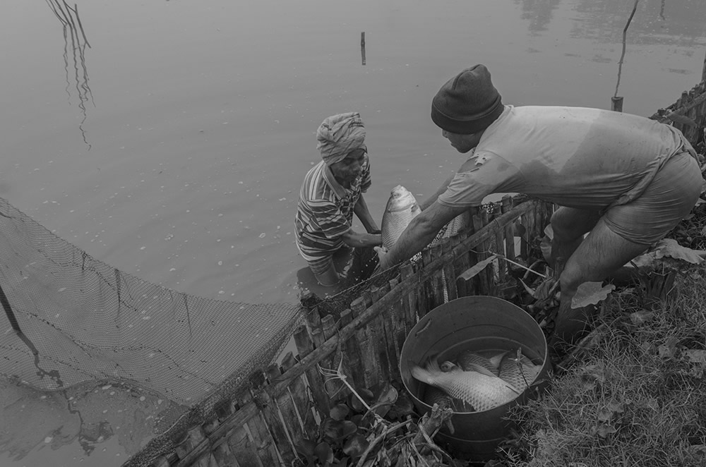 Fish Harvesting - Photo Series By Indian Photographer Ritesh Roy Chowdhury